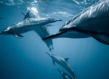 西甲综合：巴萨大胜西班牙人 9分优势领跑